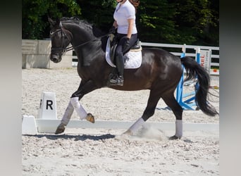 Westfale, Wallach, 10 Jahre, 173 cm, Schwarzbrauner