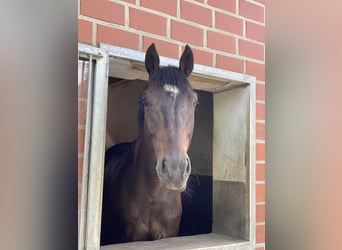 Westfale, Wallach, 10 Jahre, 174 cm, Dunkelbrauner