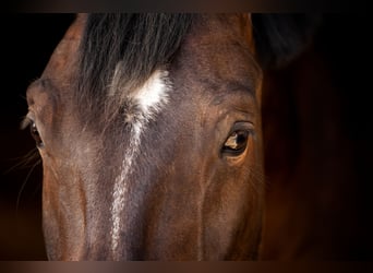 Westfale, Wallach, 10 Jahre, 174 cm, Dunkelbrauner