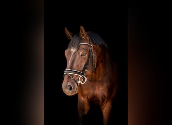 Westfale, Wallach, 10 Jahre, 174 cm, Dunkelbrauner