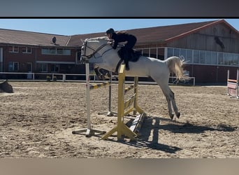 Westfale, Wallach, 10 Jahre, 174 cm, Schimmel