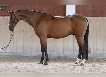 Westfale, Wallach, 10 Jahre, 175 cm, Rotbrauner