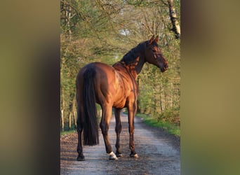 Westfale Mix, Wallach, 10 Jahre, 176 cm, Brauner