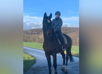 Westfale, Wallach, 10 Jahre, 176 cm, Brauner