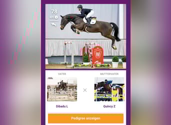 Westfale, Wallach, 10 Jahre, 176 cm, Schwarzbrauner