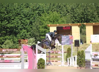 Westfale, Wallach, 10 Jahre, 176 cm, Schwarzbrauner