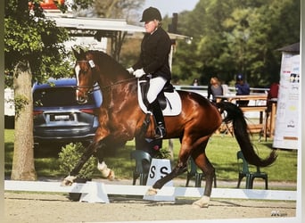 Westfale, Wallach, 10 Jahre, 178 cm, Dunkelbrauner
