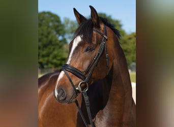 Westfale, Wallach, 10 Jahre, 178 cm, Dunkelbrauner