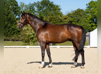Westfale, Wallach, 10 Jahre, 178 cm, Dunkelbrauner