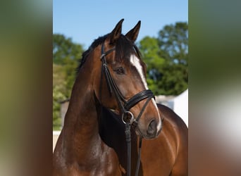 Westfale, Wallach, 10 Jahre, 178 cm, Dunkelbrauner
