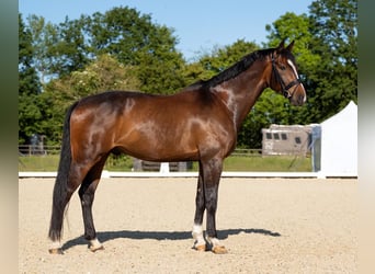 Westfale, Wallach, 10 Jahre, 178 cm, Dunkelbrauner