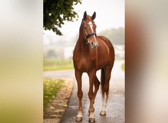 Westfale, Wallach, 10 Jahre, 178 cm, Fuchs