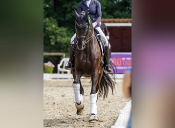 Westfale, Wallach, 10 Jahre, 178 cm, Rappe