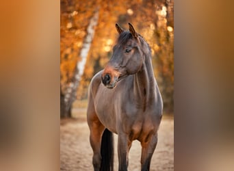 Westfale, Wallach, 10 Jahre, 180 cm, Dunkelbrauner