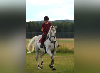 Westfale, Wallach, 10 Jahre, 183 cm, Apfelschimmel