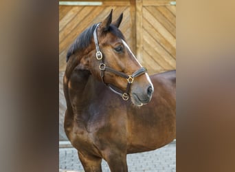 Westfale, Wallach, 10 Jahre, 183 cm, Brauner