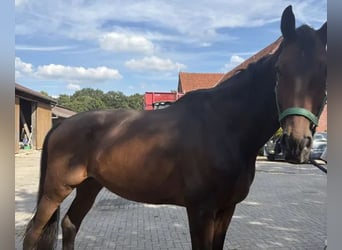 Westfale, Wallach, 10 Jahre, 188 cm, Brauner