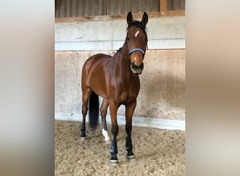 Westfale, Wallach, 10 Jahre, Brauner