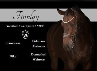Westfale, Wallach, 10 Jahre, Dunkelbrauner
