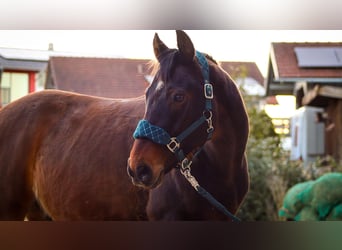 Westfale, Wallach, 11 Jahre, 161 cm, Dunkelbrauner