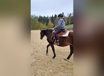 Westfale, Wallach, 11 Jahre, 161 cm, Dunkelbrauner