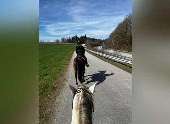 Westfale, Wallach, 11 Jahre, 161 cm, Dunkelbrauner