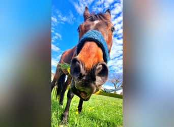 Westfale, Wallach, 11 Jahre, 161 cm, Dunkelbrauner