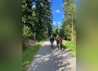 Westfale, Wallach, 11 Jahre, 161 cm, Dunkelbrauner