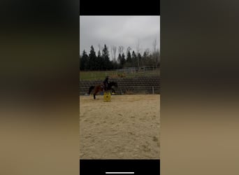 Westfale, Wallach, 11 Jahre, 161 cm, Dunkelbrauner