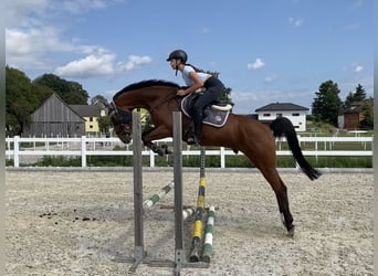 Westfale, Wallach, 11 Jahre, 163 cm, Brauner