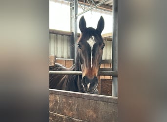 Westfale, Wallach, 11 Jahre, 163 cm, Dunkelbrauner