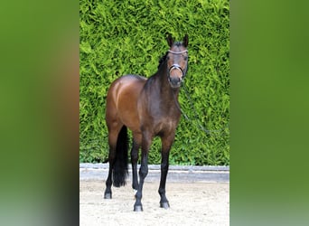 Westfale, Wallach, 11 Jahre, 165 cm, Dunkelbrauner