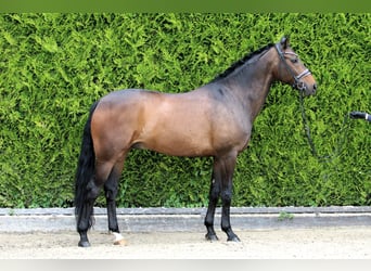 Westfale, Wallach, 11 Jahre, 165 cm, Dunkelbrauner