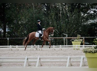 Westfale, Wallach, 11 Jahre, 165 cm, Fuchs
