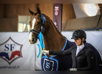 Westfale, Wallach, 11 Jahre, 165 cm, Fuchs