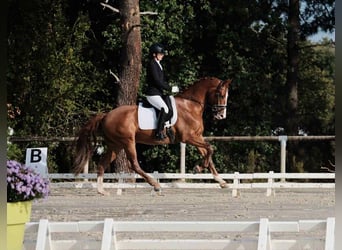 Westfale, Wallach, 11 Jahre, 165 cm, Fuchs