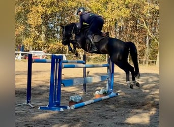 Westfale, Wallach, 11 Jahre, 165 cm, Rappe