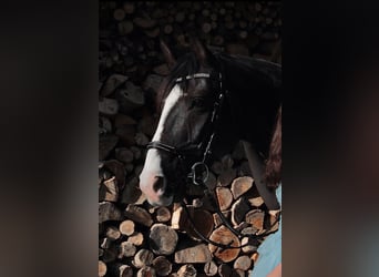 Westfale, Wallach, 11 Jahre, 166 cm, Rappe