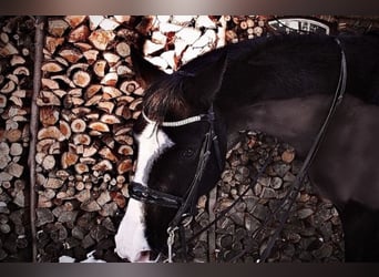 Westfale, Wallach, 11 Jahre, 166 cm, Rappe