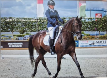 Westfale, Wallach, 11 Jahre, 167 cm, Schwarzbrauner