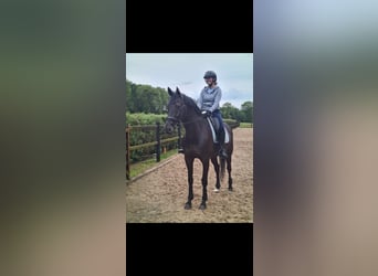 Westfale, Wallach, 11 Jahre, 167 cm, Schwarzbrauner