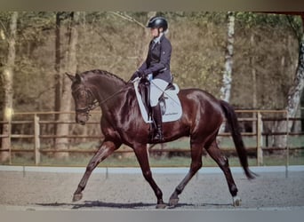 Westfale, Wallach, 11 Jahre, 167 cm, Schwarzbrauner