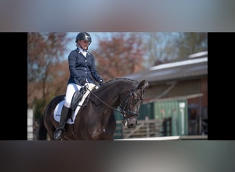 Westfale, Wallach, 11 Jahre, 167 cm, Schwarzbrauner