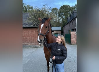 Westfale, Wallach, 11 Jahre, 168 cm, Brauner