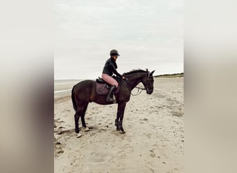 Westfale, Wallach, 11 Jahre, 168 cm, Dunkelbrauner