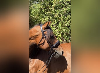 Westfale, Wallach, 11 Jahre, 169 cm, Brauner