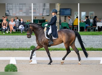 Westfale, Wallach, 11 Jahre, 170 cm, Dunkelbrauner