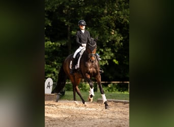 Westfale, Wallach, 11 Jahre, 170 cm, Dunkelbrauner