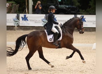 Westfale, Wallach, 11 Jahre, 170 cm, Dunkelbrauner