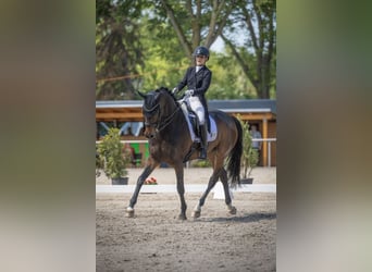 Westfale, Wallach, 11 Jahre, 170 cm, Dunkelbrauner